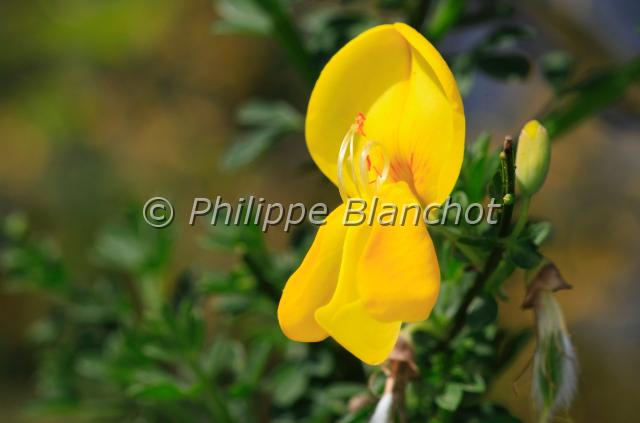 cytisus scoparius.JPG - Genêt à balais ou SarothamneCytisus scopariusCommon BroomFabacae (Légumineuses)France